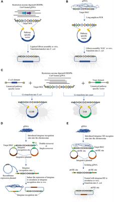 Bioprospecting Through Cloning of Whole Natural Product Biosynthetic Gene Clusters